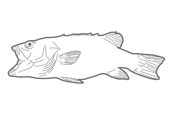 Mero de Ojo Chiquito